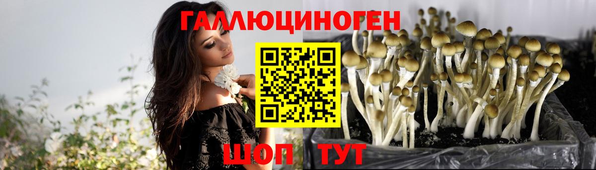 Псилоцибиновые грибы Psilocybe Сальск